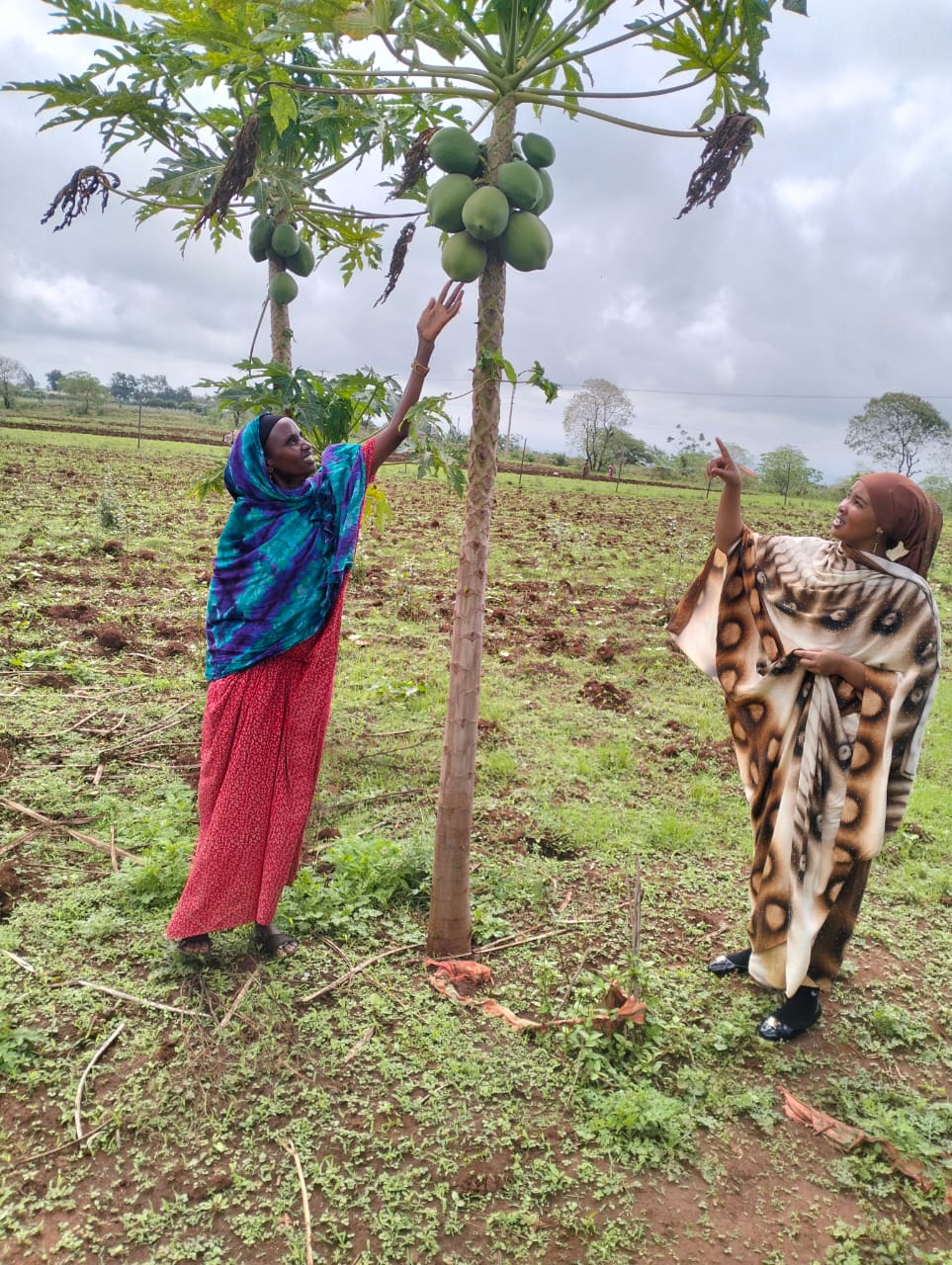 Mango Harvest