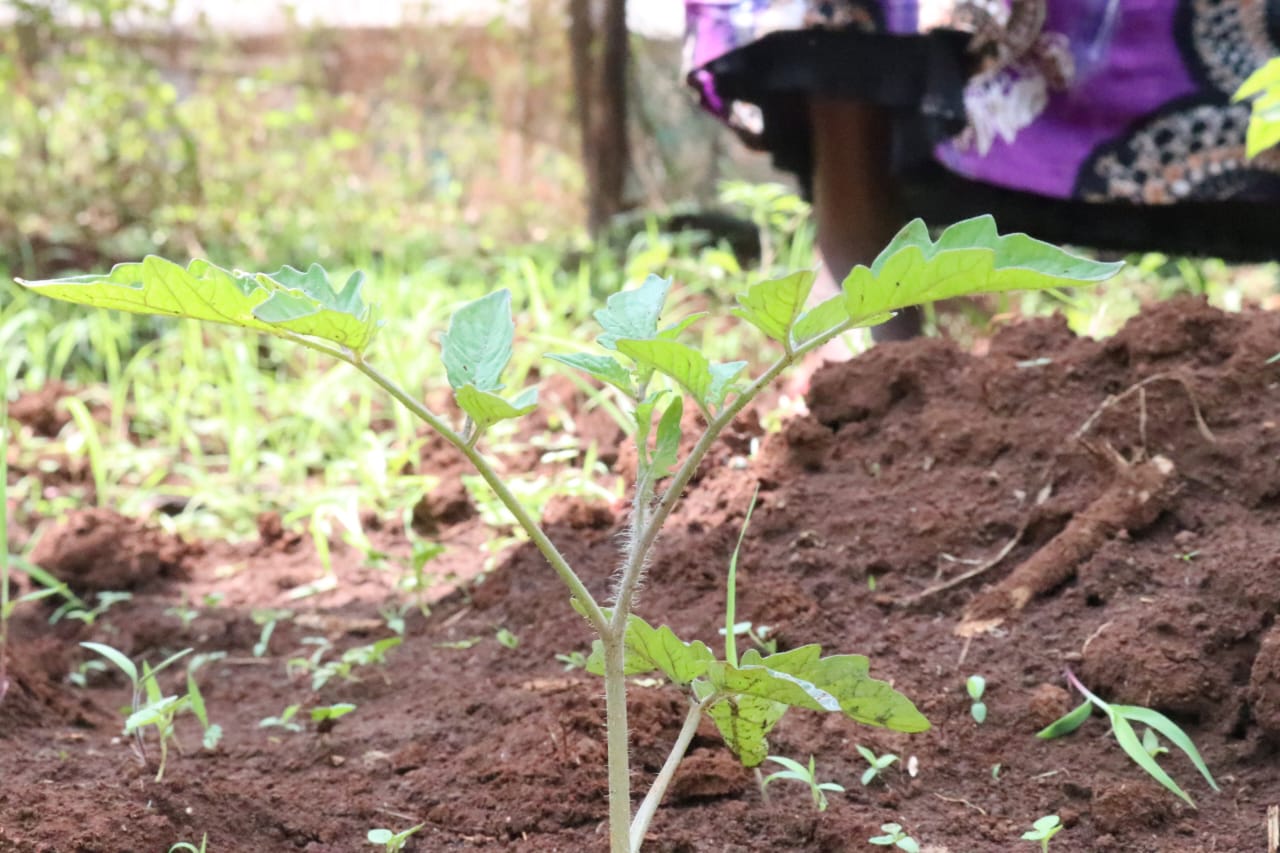 Seedling Nurseries